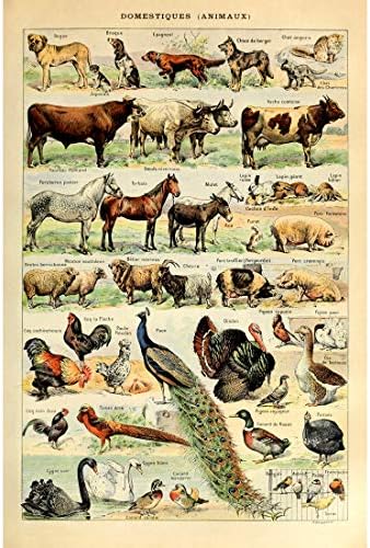 Meishe Művészet Plakát Nyomtatás Vintage Biológia Botanikai Tudomány, Fali Dekor Tengeri Lény Állatok, Hal, Kagyló, Tengeri Élet Zöldség